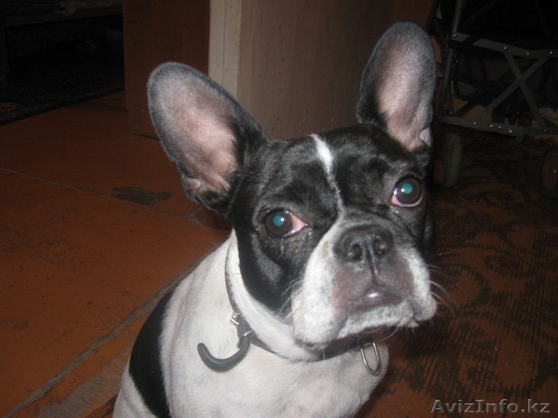 носатова саша , 87003576068 - Изображение #1, Объявление #81115