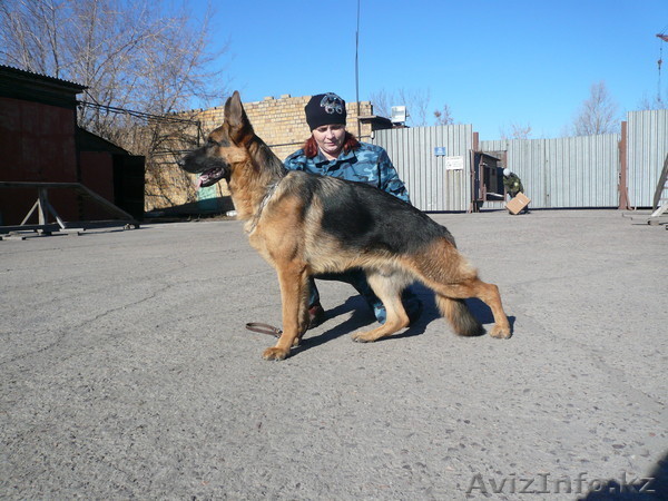 элитные щенки немецкой овчарки - Изображение #1, Объявление #423546