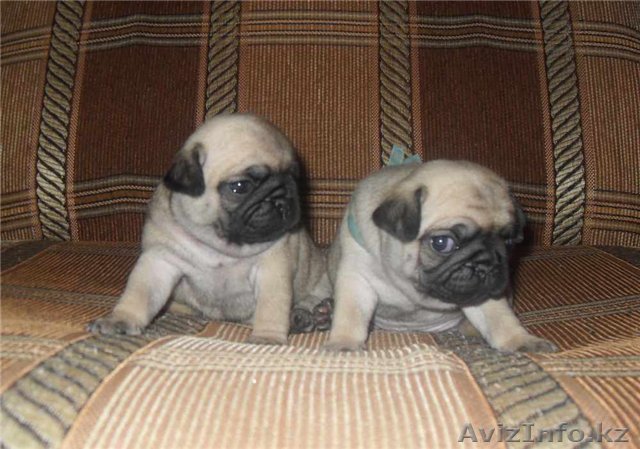 Щенки Мопса от Чемпиона Казахстана - Изображение #1, Объявление #627363