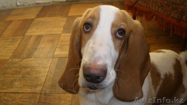 Продам годовалого щенка Бассет-хаунд - Изображение #1, Объявление #709574