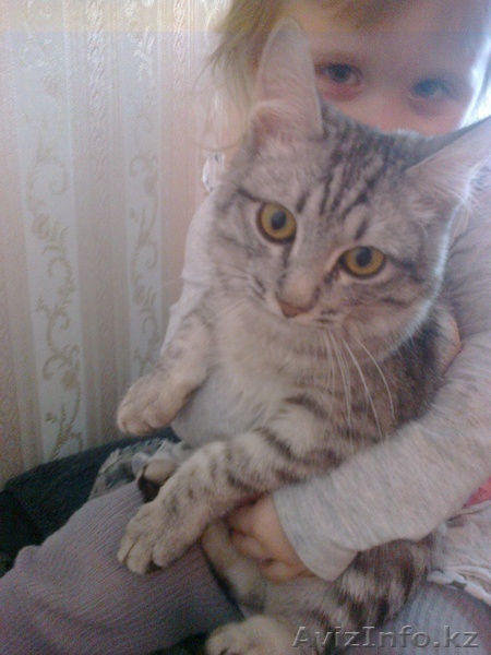 Отдам котика 7 месяцев, ест все!!!!Добрый, ласковый, просто чудо - Изображение #1, Объявление #843469