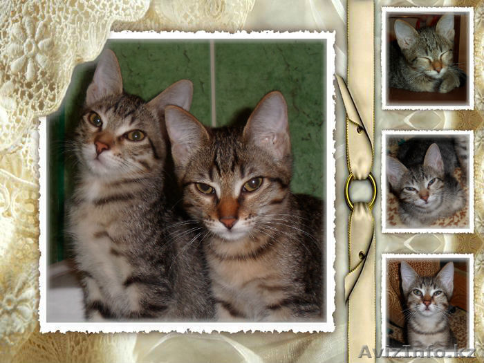 отдадим даром в добрые руки - Изображение #1, Объявление #1042876