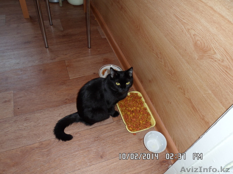 отдадим в добрые руки - Изображение #1, Объявление #1042882