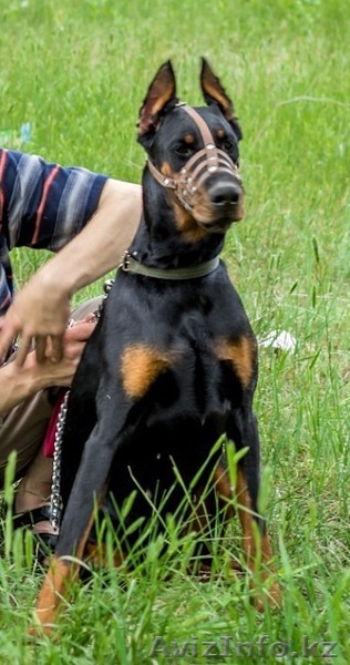 продается доберман - Изображение #1, Объявление #1234714