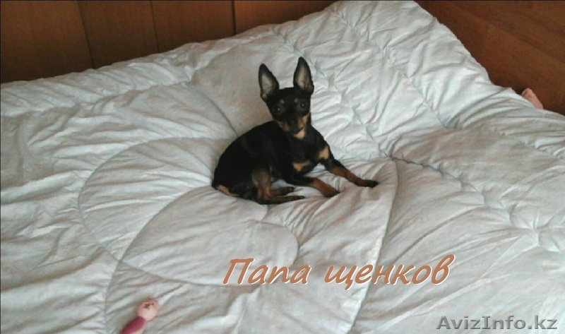 Продам щенка карликового пинчера - Изображение #1, Объявление #1302107