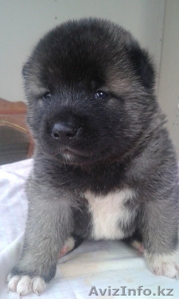 Продам щенков Американской акиты - Изображение #1, Объявление #1326826