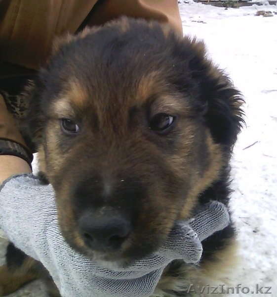 Щенки в добрые руки - Изображение #1, Объявление #1504358