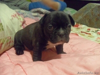 Продаю очаровательных щенков французского бульдога - Изображение #2, Объявление #248957