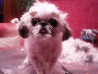 СТРИЖКА СОБАК И КОШЕК С ВЫЕЗДОМ НА ДОМ - Изображение #8, Объявление #536033