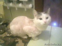 СТРИЖКА СОБАК И КОШЕК С ВЫЕЗДОМ НА ДОМ - Изображение #9, Объявление #536033