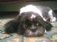 СТРИЖКА СОБАК И КОШЕК С ВЫЕЗДОМ НА ДОМ - Изображение #7, Объявление #536033