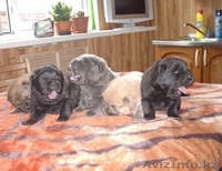  Щенки из питомника чау-чау - Изображение #2, Объявление #797144