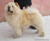  Щенки из питомника чау-чау - Изображение #1, Объявление #797144