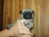 щенки мопса для выставок и разведения  - Изображение #2, Объявление #759124