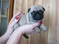 щенки мопса для выставок и разведения  - Изображение #3, Объявление #759124