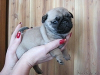 щенки мопса для выставок и разведения  - Изображение #4, Объявление #759124