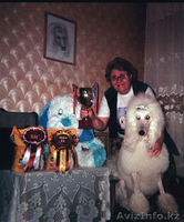 Щенок Стандартного Пуделя - Изображение #6, Объявление #995503