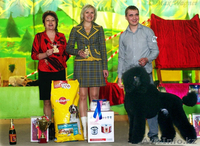 Щенок Стандартного Пуделя - Изображение #4, Объявление #995503