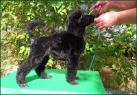 Щенок Стандартного Пуделя - Изображение #1, Объявление #995503