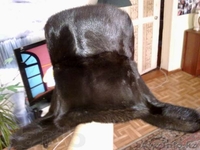 Продаю шапку норковую. Тёмно-коричневая, не стриженая норка, новая не  - Изображение #4, Объявление #1004982