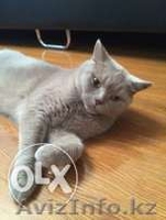 Британские короткошерстные - Изображение #2, Объявление #1164092