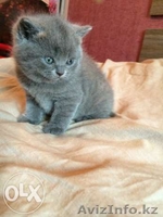 Британские короткошерстные - Изображение #4, Объявление #1164092