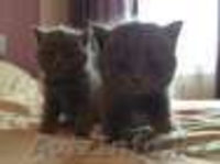 Британские короткошерстные - Изображение #3, Объявление #1164092