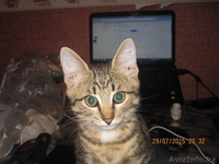 Подарим в добрые руки - Изображение #2, Объявление #1295832