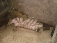 Поросята на племя - Изображение #1, Объявление #1357453