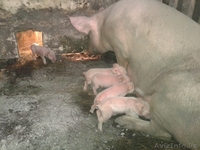 Поросята на племя - Изображение #2, Объявление #1357453