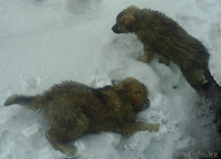 подам 2 очаровательных щенка - Изображение #2, Объявление #1357618