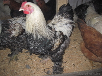 Молодых петухов - Изображение #2, Объявление #1507460