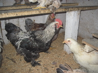 Молодых петухов - Изображение #4, Объявление #1507460