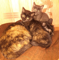 Дарим котят - Изображение #1, Объявление #1685453
