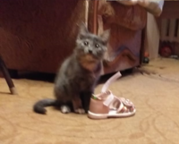 Дарим котят - Изображение #3, Объявление #1685453