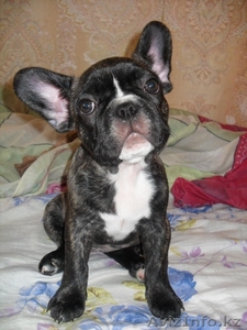 Продаю прелестного щенка французского бульдога (девочку)