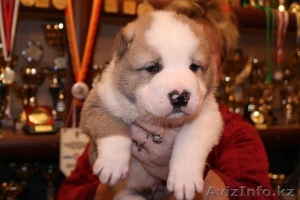 Крупные алабаи.  Доставка