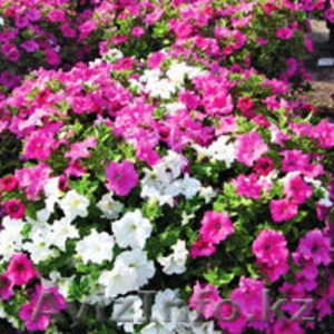 Елена 8700-108-30-16,  8705-301-29-61                           