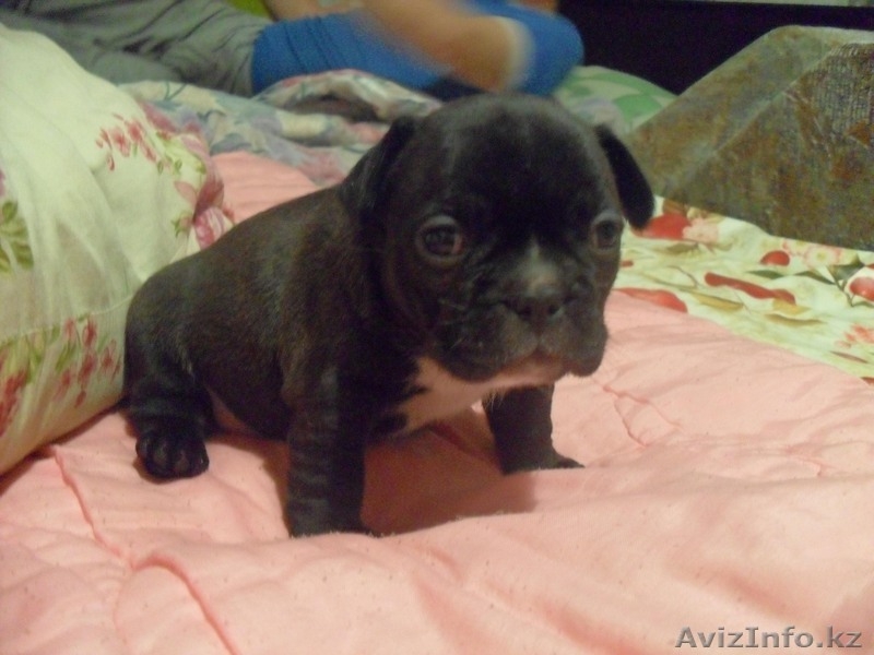 Продаю очаровательных щенков французского бульдога - Изображение #2, Объявление #248957