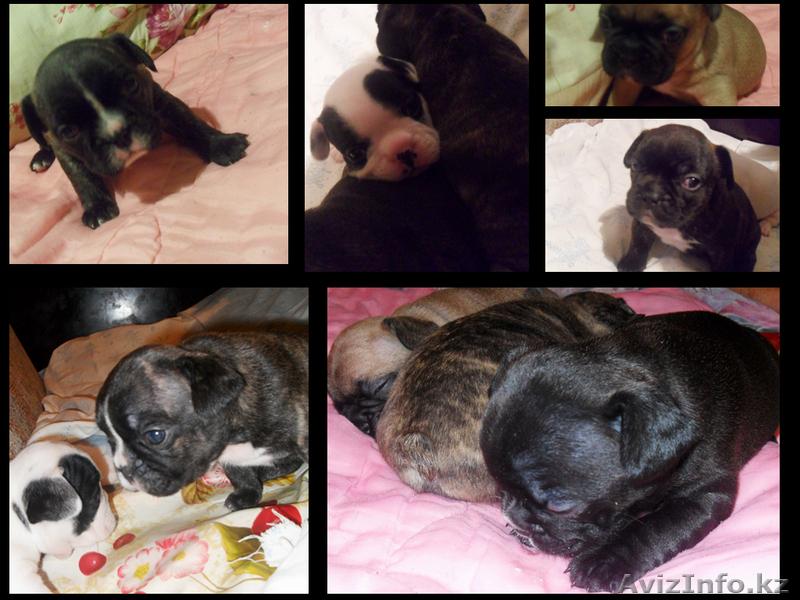 Продаю очаровательных щенков французского бульдога - Изображение #1, Объявление #248957