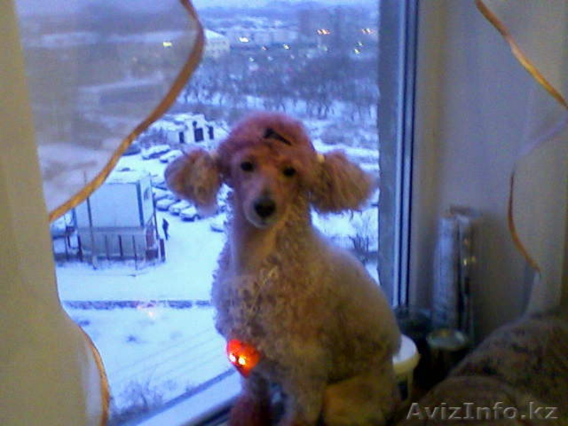 СТРИЖКА СОБАК И КОШЕК С ВЫЕЗДОМ НА ДОМ - Изображение #6, Объявление #536033