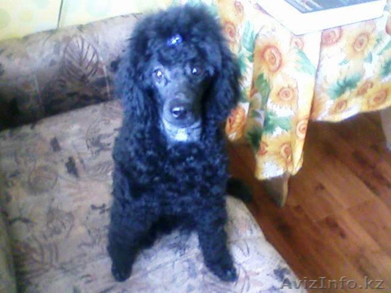 СТРИЖКА СОБАК И КОШЕК С ВЫЕЗДОМ НА ДОМ - Изображение #5, Объявление #536033