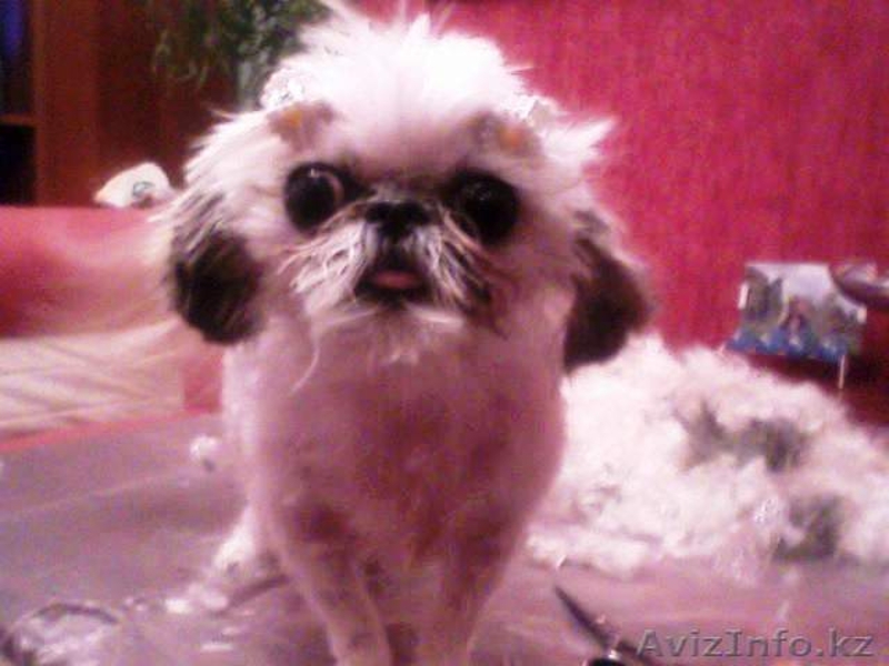 СТРИЖКА СОБАК И КОШЕК С ВЫЕЗДОМ НА ДОМ - Изображение #8, Объявление #536033