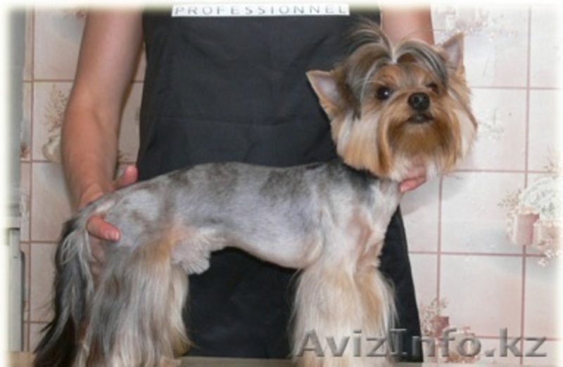 СТРИЖКА СОБАК И КОШЕК С ВЫЕЗДОМ НА ДОМ - Изображение #1, Объявление #536033