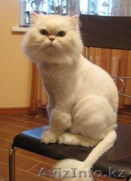 СТРИЖКА СОБАК И КОШЕК С ВЫЕЗДОМ НА ДОМ - Изображение #2, Объявление #536033