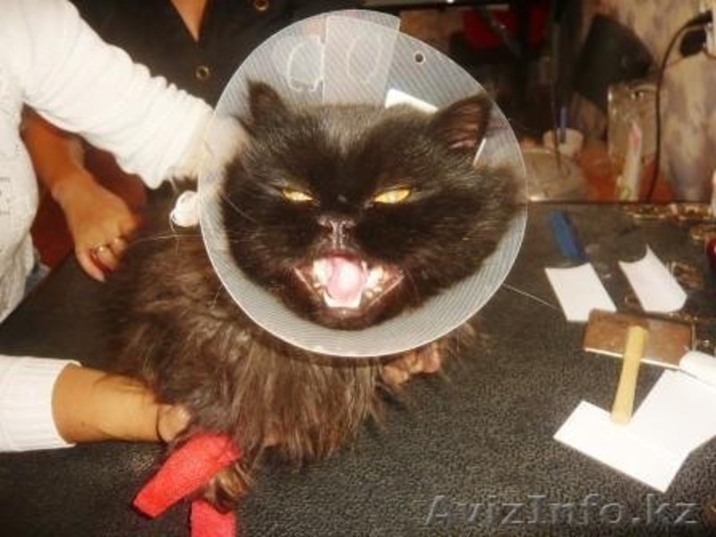 СТРИЖКА СОБАК И КОШЕК С ВЫЕЗДОМ НА ДОМ - Изображение #3, Объявление #536033