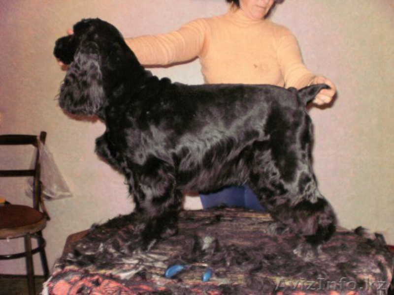 СТРИЖКА СОБАК И КОШЕК С ВЫЕЗДОМ НА ДОМ - Изображение #4, Объявление #536033