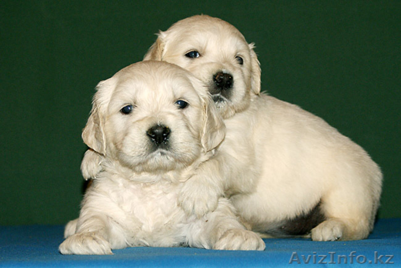 щенки Золотистый ретривер - Изображение #1, Объявление #891248