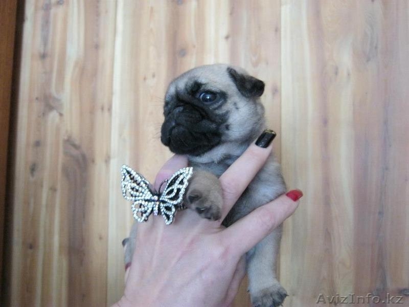 щенки мопса для выставок и разведения  - Изображение #1, Объявление #759124