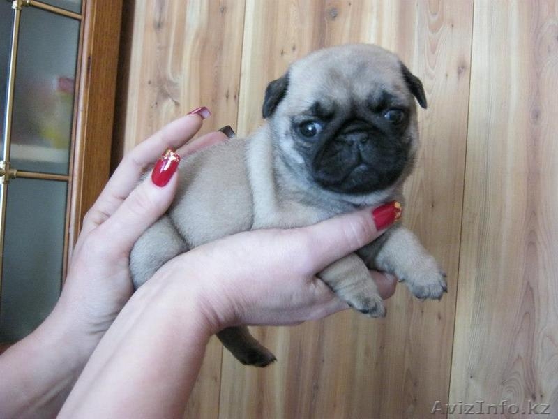 щенки мопса для выставок и разведения  - Изображение #3, Объявление #759124